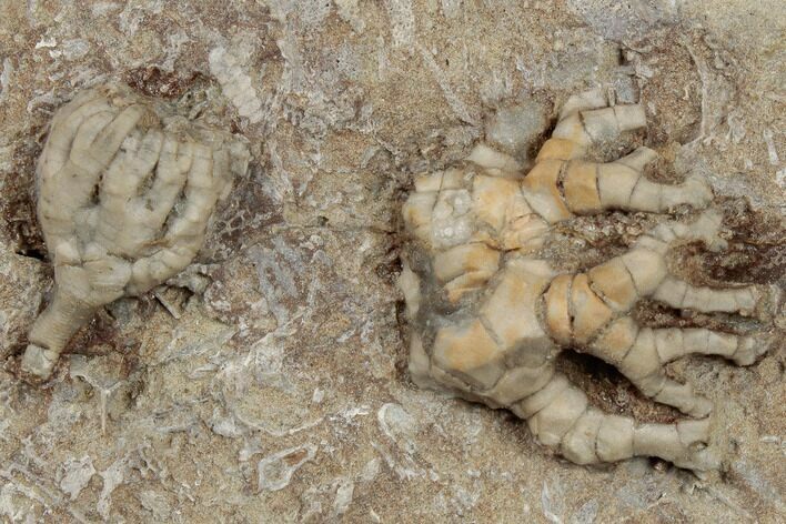 Two Fossil Crinoids (Cyathocrinites & Taxocrinus) - Crawfordsville #188700
